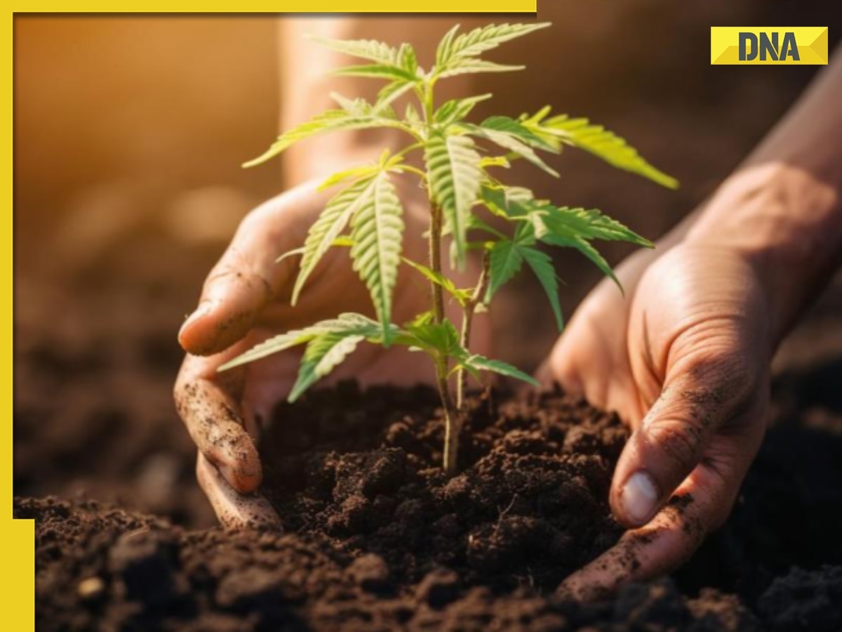 Calmosis, Bengaluru startup, at forefront of using medical cannabis in India